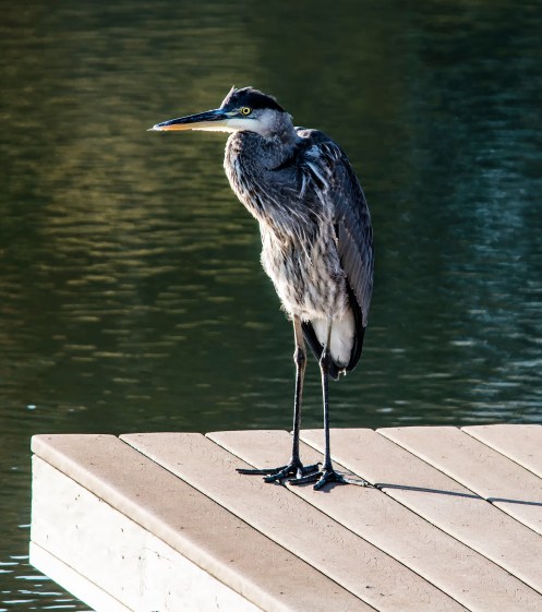 Great Blue Heron